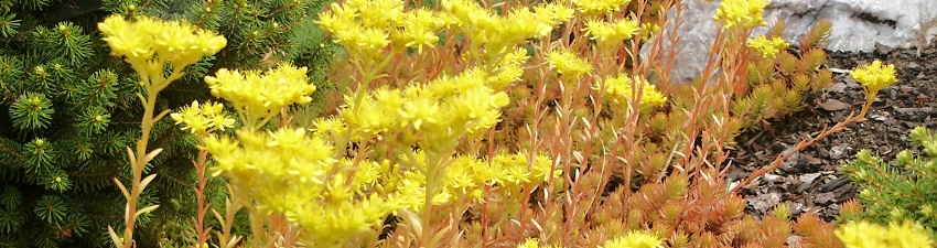 Sedum banner 04